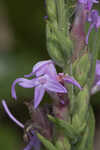 Chapman's blazing star